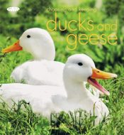 Choosing and Keeping Ducks and Geese
